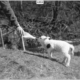 Boy feeding a lamb4.jpg